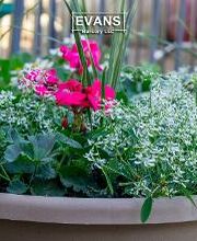 Evans Nursery LLC image 14