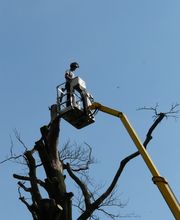 Boomverzorging Bouwmeester