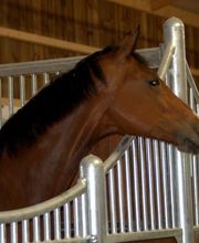 Ecurie Du Pays D'orthe image 5