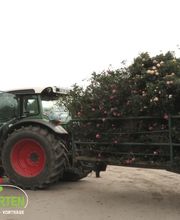 Baum- und Rosenschule Müller Bild 7