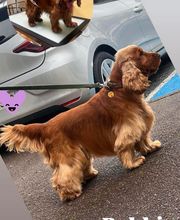 Happy Dog image 11
