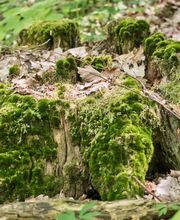 Im FriedWald Sangerhausen übernimmt die Natur die Grabpflege.