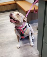 Ormond Beach Family Vet image 2