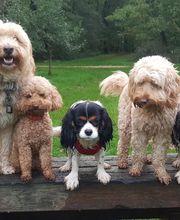 Keep Cool Dog image 4