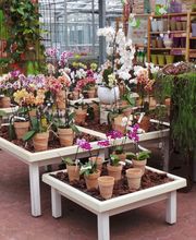 Orchideen