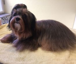 Hundesalon in Liestal - Wir bieten den Tieren eine professionelle Fellpflege. Ein liebevoller und herzlicher Umgang mit Ihrem vierbeinigen Familienmitglied ist für uns oberstes Gebot!