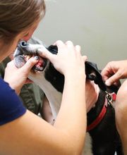 Indian Tree Animal Hospital image 20