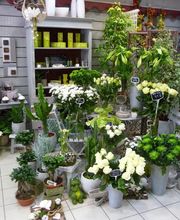 Ver'tiges Fleurs Gorron image 10