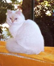 Emmas Katzenparadies Bild 5