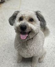 Petsburgh Pet Care image 15