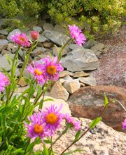 Landschaftsbau Nord Bild 9