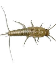 Wrehde Schädlingsbekämpfung Bild 2