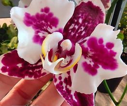 MyOrchids.shop Bild 6