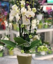 Fleur Holland Blumen Bild 1