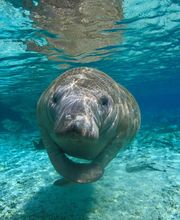 Playa Largo Ocean Residences Vacation Rentals image 14