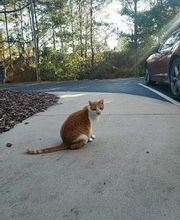 Pinetree Animal Hospital image 7