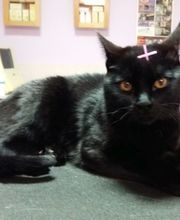 CLÍNICA VETERINARIA DEL VAL imagen 2