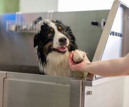 Lina, Hundert Prozent wau, Gesundheit, Training und Unterstützung für Hunde und ihre Menschen, Sandra Egli Bild 4