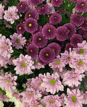 Fleur Evasion Sàrl Bild 6