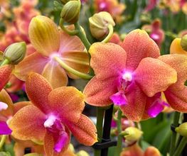 Orchidable di Andrea Martina Bild 1