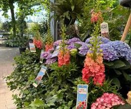 Intratuin Weert Tuinplanten