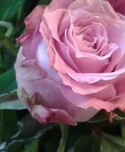 Le Temps D'une Fleur image 10