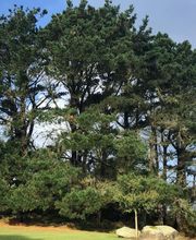 Breizh Arborescence image 7