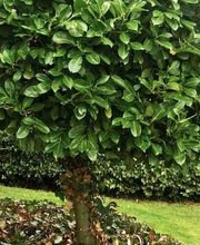 Milde Garten- und Landschaftspflege GmbH Bild 1