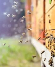 Fleetwood Pest Control image 14