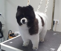 Cani Salon image 19
