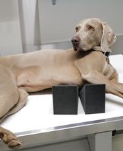 Tierarztpraxis Rohner AG Bild 13