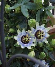 Blumen Eichenberger Oberrieden Bild 14