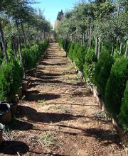 viveros-divina-pastora-plantacion-03.jpg