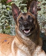 KYNOS - JORIS LOEFF Éducateur comportementaliste canin image 7