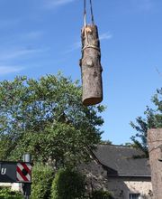 Arbre Ambulant image 8