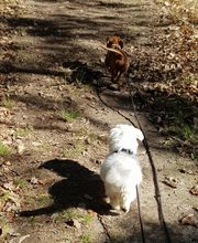 Keep Cool Dog image 17