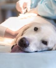 Tuckahoe Animal Hospital & Pet Center image 8