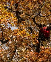 Baumpflege Wolf Bild 2