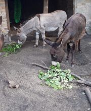 EselWanderHof-Spree-Neiße Bild 2