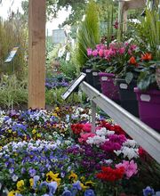 Gamm Vert Chantonnay image 3