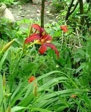 Nugier Bastien image 8