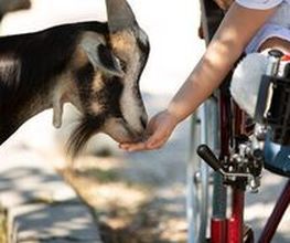 Ther'animal Bild 1