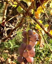 Domaine Desachy image 1
