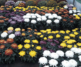 Chazalet Plants image 13