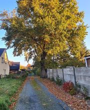 Arbocaria image 7