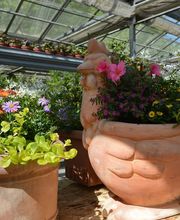Blumen Lessle Bild 4