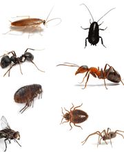 Actisud image 12
