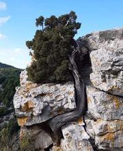 Douthe Christian image 16