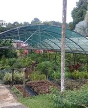 Pépinière Lesueur EARL image 7