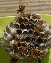 Chass'Eure De Frelons image 5